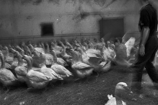 Feather pluckers (2006)